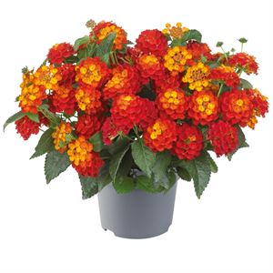 Afbeelding van Ej Lantana P19 Red